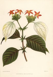 Sweet Root, Mussaenda Macrophylla